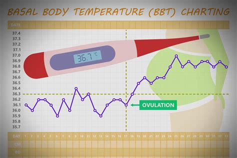 monophasic basal body temperature|basal body temperature in adults.